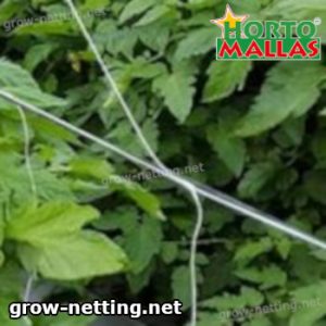 cropfield using Hortomallas net for support