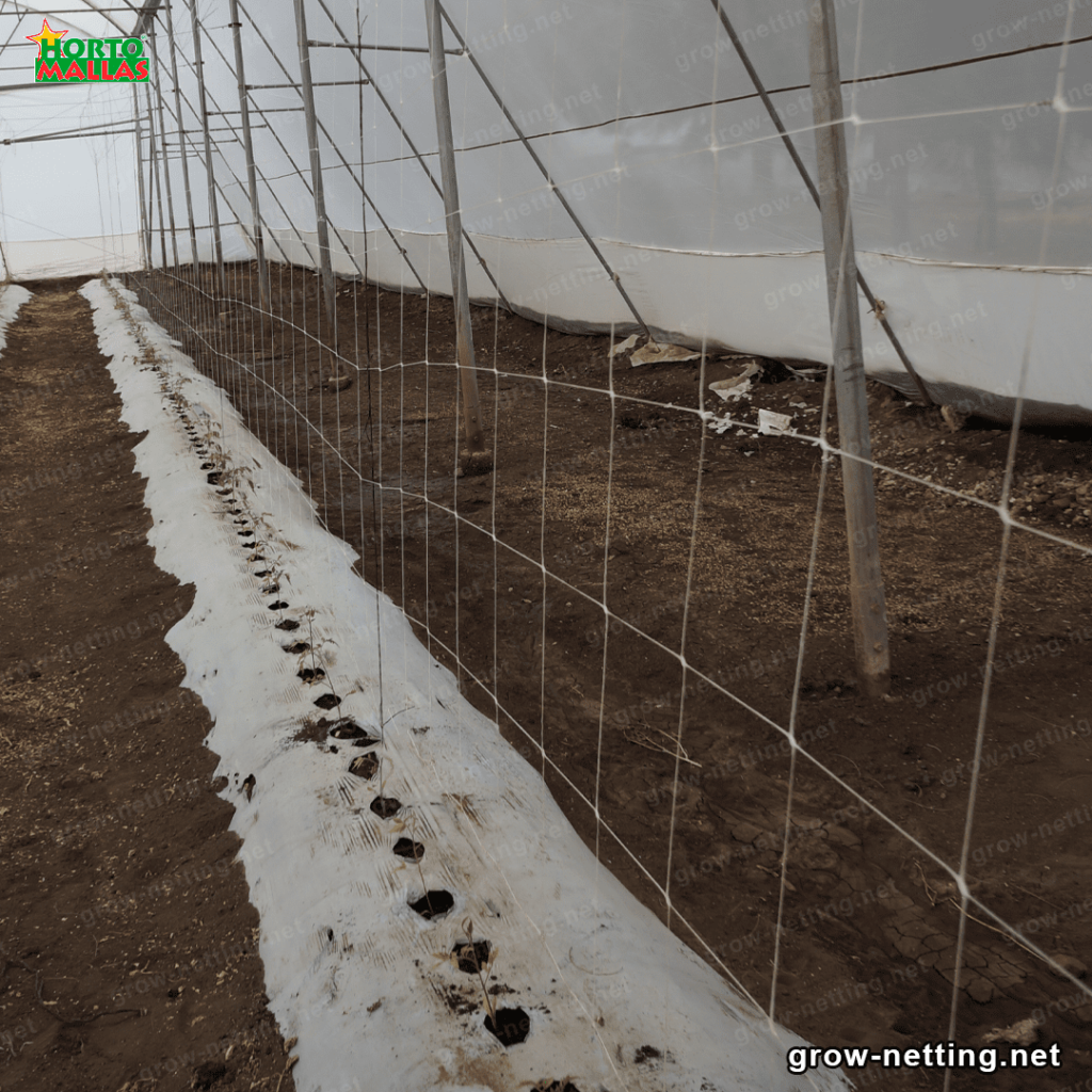Greenhouse with trellis netting