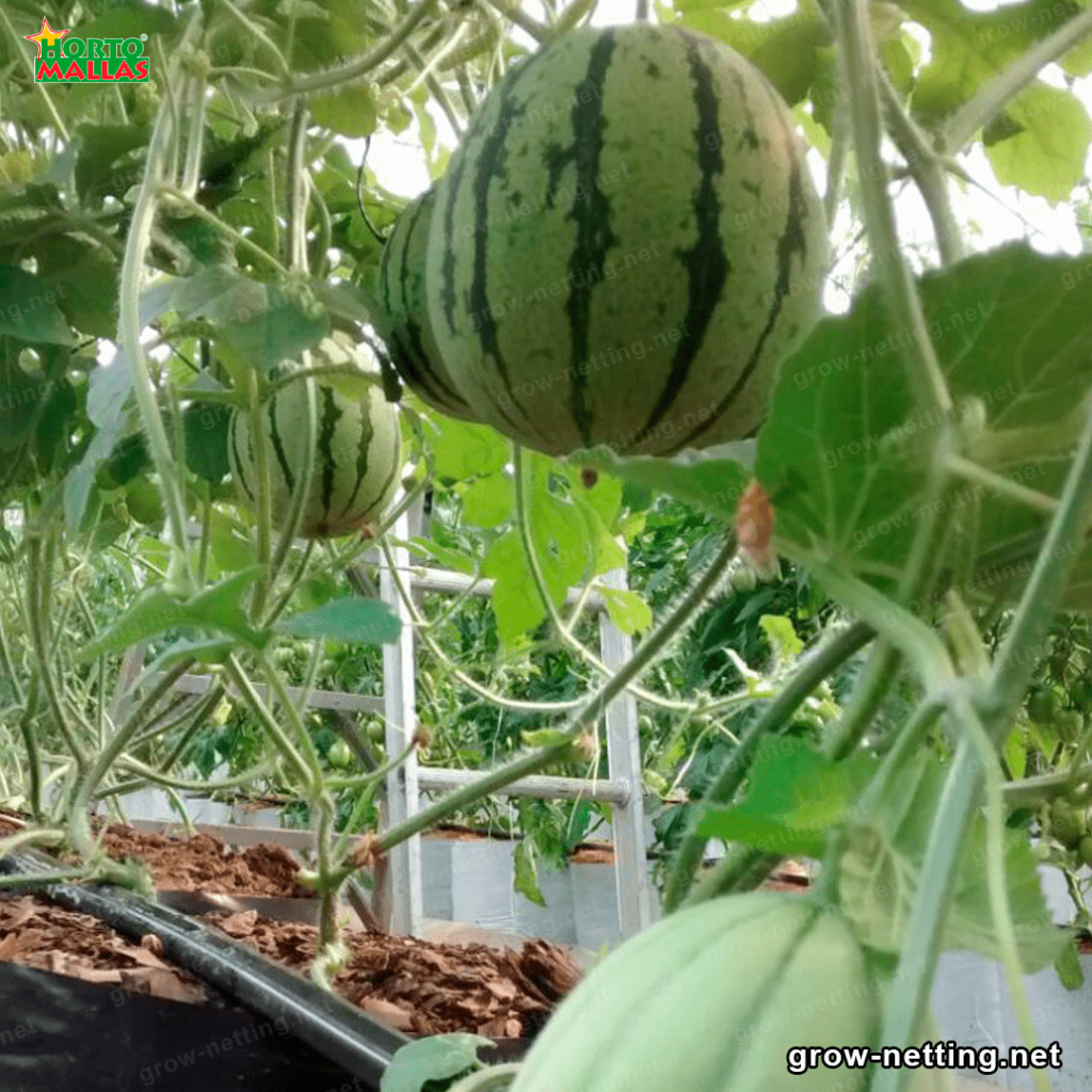Watermelons supported by trellising net